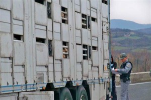 forestale Camion