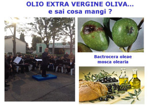 olio nuovo