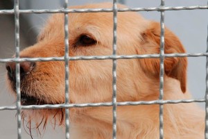 cane - canile arezzo
