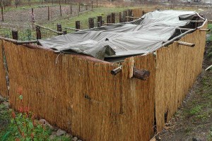 Cani - Sequestro forestale