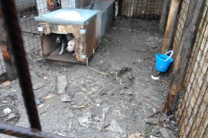 Cani - Sequestro forestale