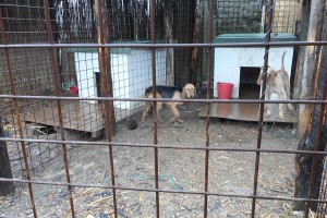 Cani - Sequestro forestale