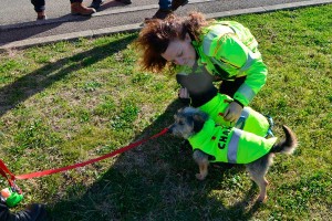 Cani abbandonati