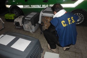 forestale - sequestro cuccioli