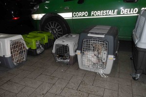 forestale - sequestro cuccioli