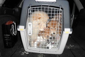 forestale - sequestro cuccioli