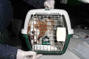 forestale - sequestro cuccioli