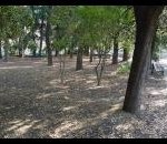 potatura_alberi
