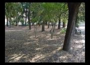 Potatura alberi via V. Veneto
