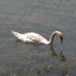 cigno