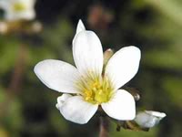 Dolci fiori su rocce rognose