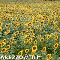 Meteo in Toscana e la situazione colture
