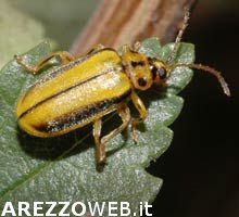 Galerucella attacca gli olmi Toscani