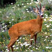 WWF: Caccia-Stop per i caprioli del nord