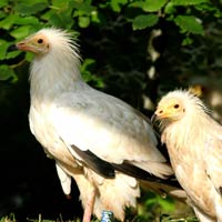 Due giovani avvoltoi liberati in Puglia