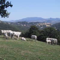 XIII Mostra della carne Chianina