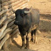 Bufale Dopate a rischio la nostra salute