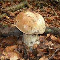 Tempo di funghi: meglio non rischiare