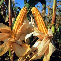 Mais: nuovo impinato di essicazione a Sinalunga Mais: nuovo impinato di essicazione a Sinalunga