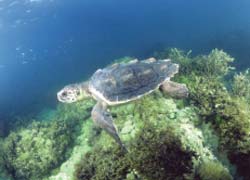 Adriatico un mare ricco di delfini, tartarughe e squali