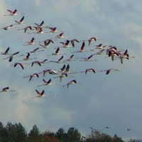 A Bilancino come in Camargue… 74 fenicotteri rosa A Bilancino come in Camargue… 74 fenicotteri rosa
