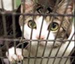 Mai più pellicce di cane e di gatto Mai più pellicce di cane e di gatto