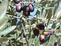 Partenza anticipata per la raccolta delle olive in Toscana