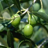 Come abbinare l’olio extravergine d’oliva