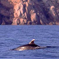 Per Natale adotta un delfino