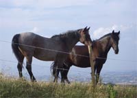 Cavalli Maltrattati, in Toscana il primo centro di recupero