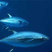 Un invito al Consiglio Europeo per la tutela del tonno rosso