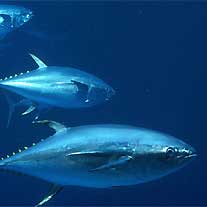 WWF: 30mila dollari alla migliore idea contro la pesca accidentale WWF: 30mila dollari alla migliore idea contro la pesca accidentale
