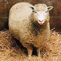 Usa: via libera alla vendita di carne da animali clonati