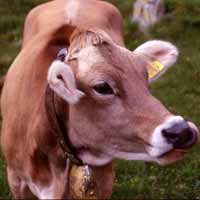 Negli USA mucche clonate immuni da Bse