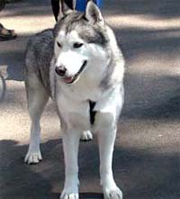 Cane migliore amico donna, da quattrozampe segreto cancro seno