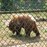 Piano di Tutela per l’Orso Marsicano