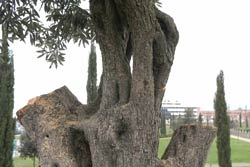Danneggiato l’ulivo al cimitero degli Ebrei