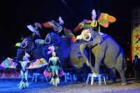 LAV: Elefantessa ferita al circo Orfei