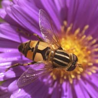 La natura in un Click
