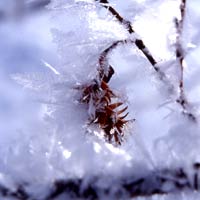 Servizio Allerta Gelate attivo sul sito Agrometeo dell’Arsia