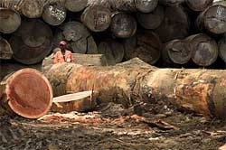 Deforestazione: in 20 anni distrutti 250milioni di ettari