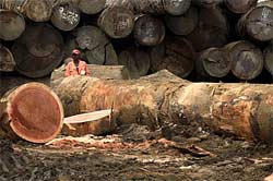 Greenpeace lancia l’allarme Congo