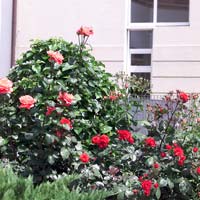 Fiori e artigianato a Terranuova Bracciolini