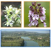 Fiori e orchidee a Ponte Buriano