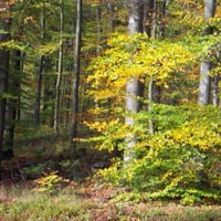 Suoni nell’Appennino: concerti e spettacoli in natura