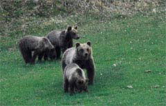Festa della primavera per mamma orsa e i suoi tre cuccioli