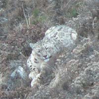 Ritorna il leopardo delle nevi: successo di Ev-K2-Cnr