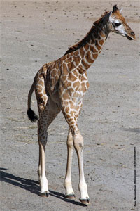 Intervento chirurgico per la giraffina Esperanza al Bioparco