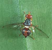 Mosca delle olive, l’attenzione degli agricoltori toscani