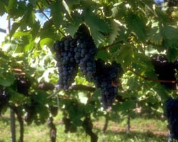 L’irrigazione del vigneto e la qualità delle uve L’irrigazione del vigneto e la qualità delle uve